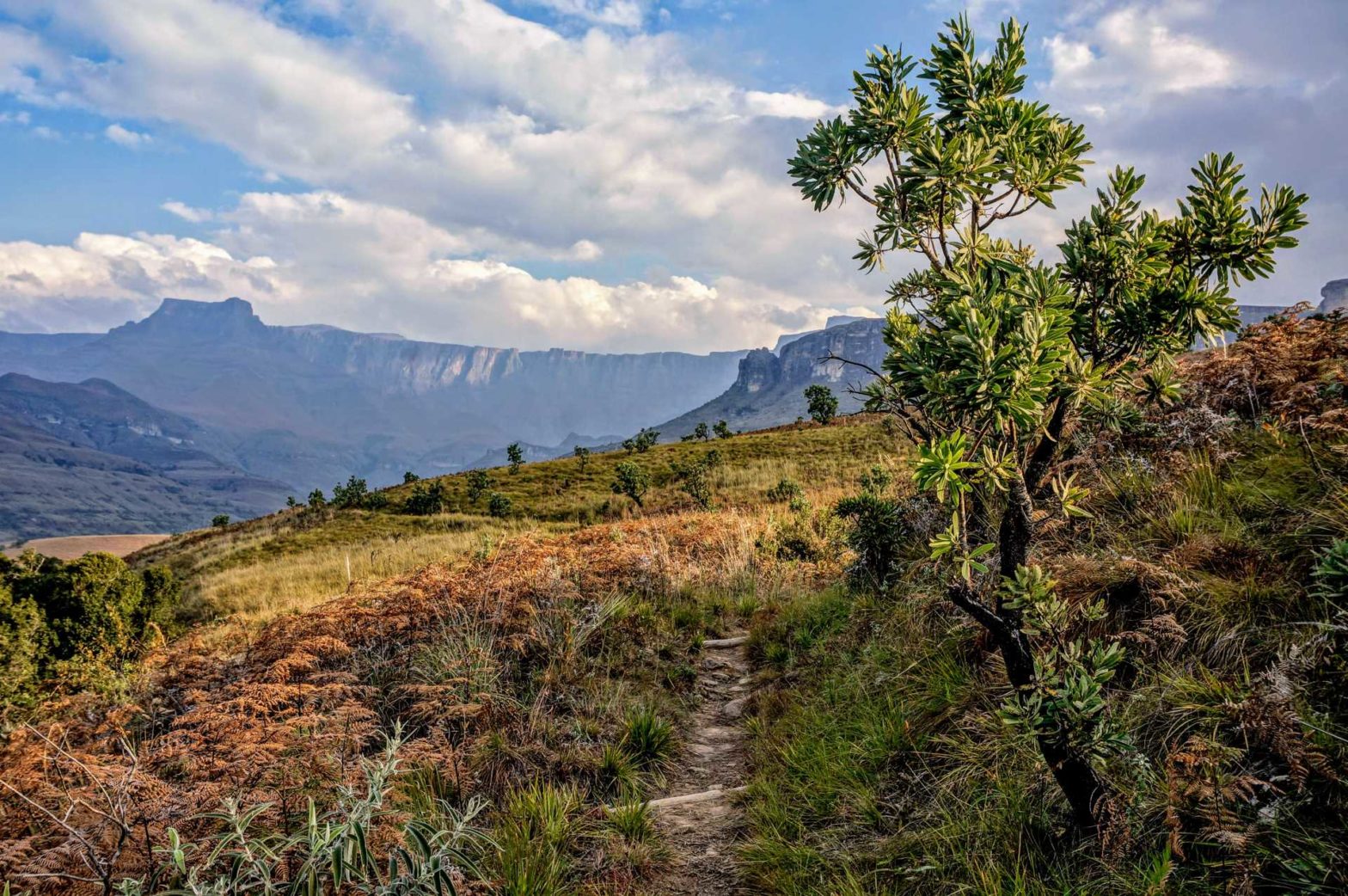 Drakensberg Amphitheatre, path and vegetation