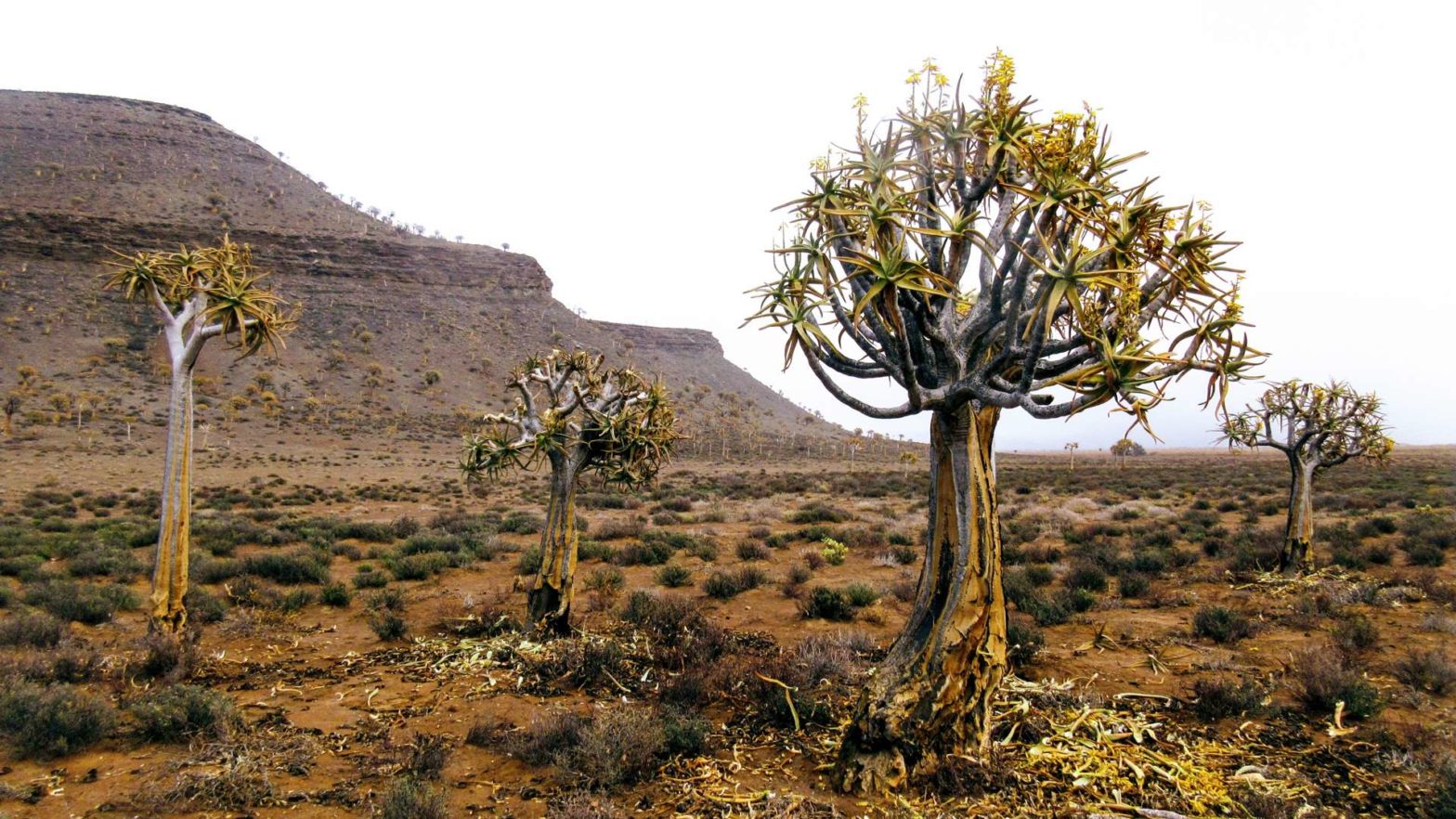 quiver tree forest