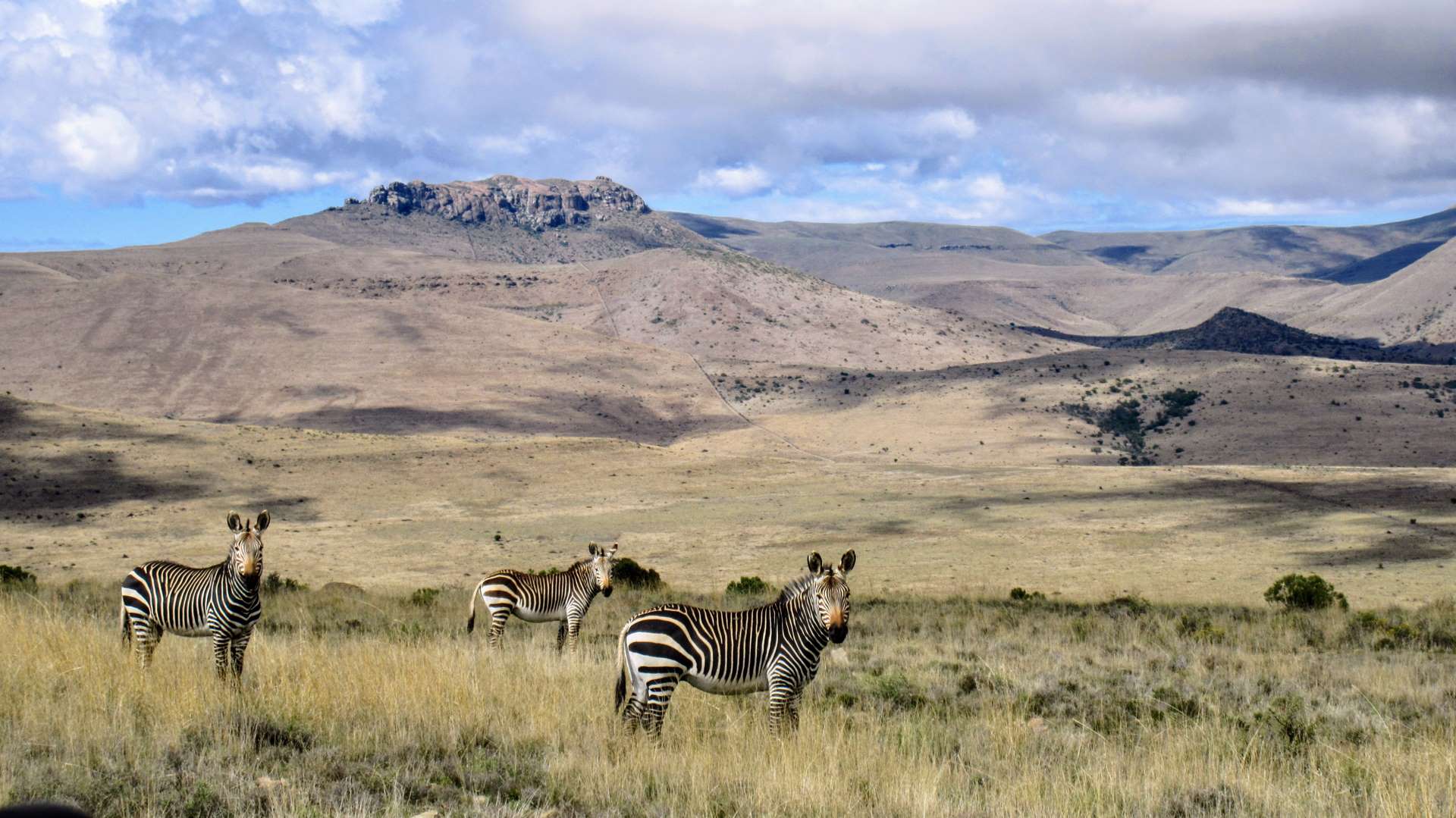 Mountain Zebra National Park - Map & Safari Guide