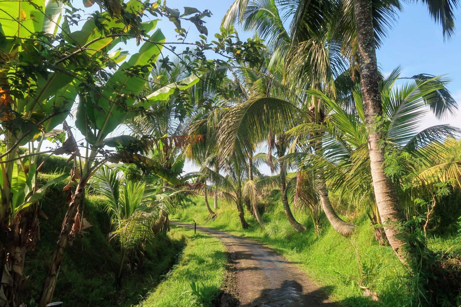 Best Hikes in Bali