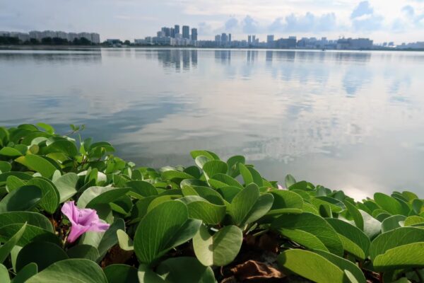 Pandan Reservoir and Ulu Pandan Park Connector