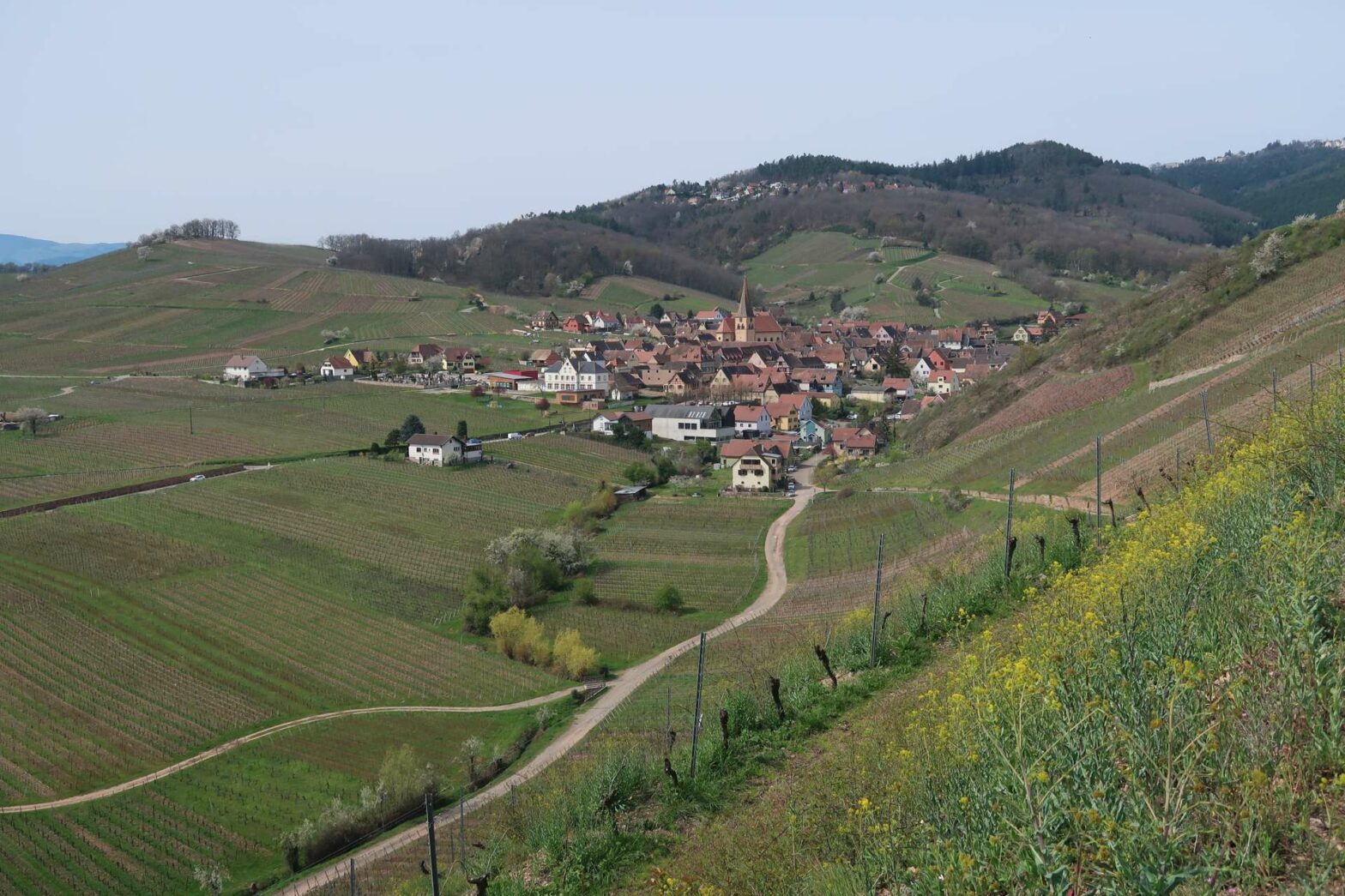 Katzenthal Vineyards with views of Niedermorschwihr