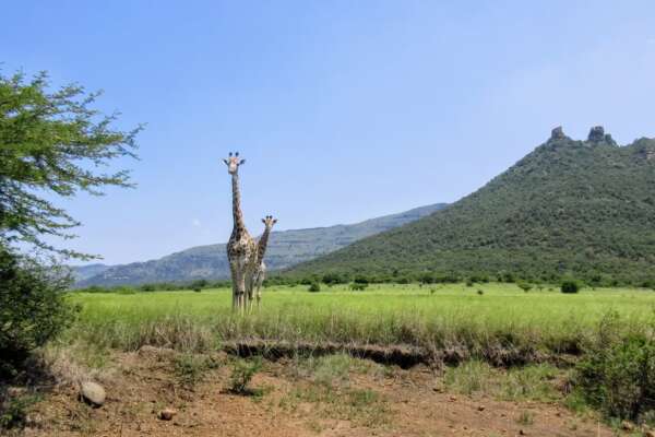 Ithala Game Reserve Guide
