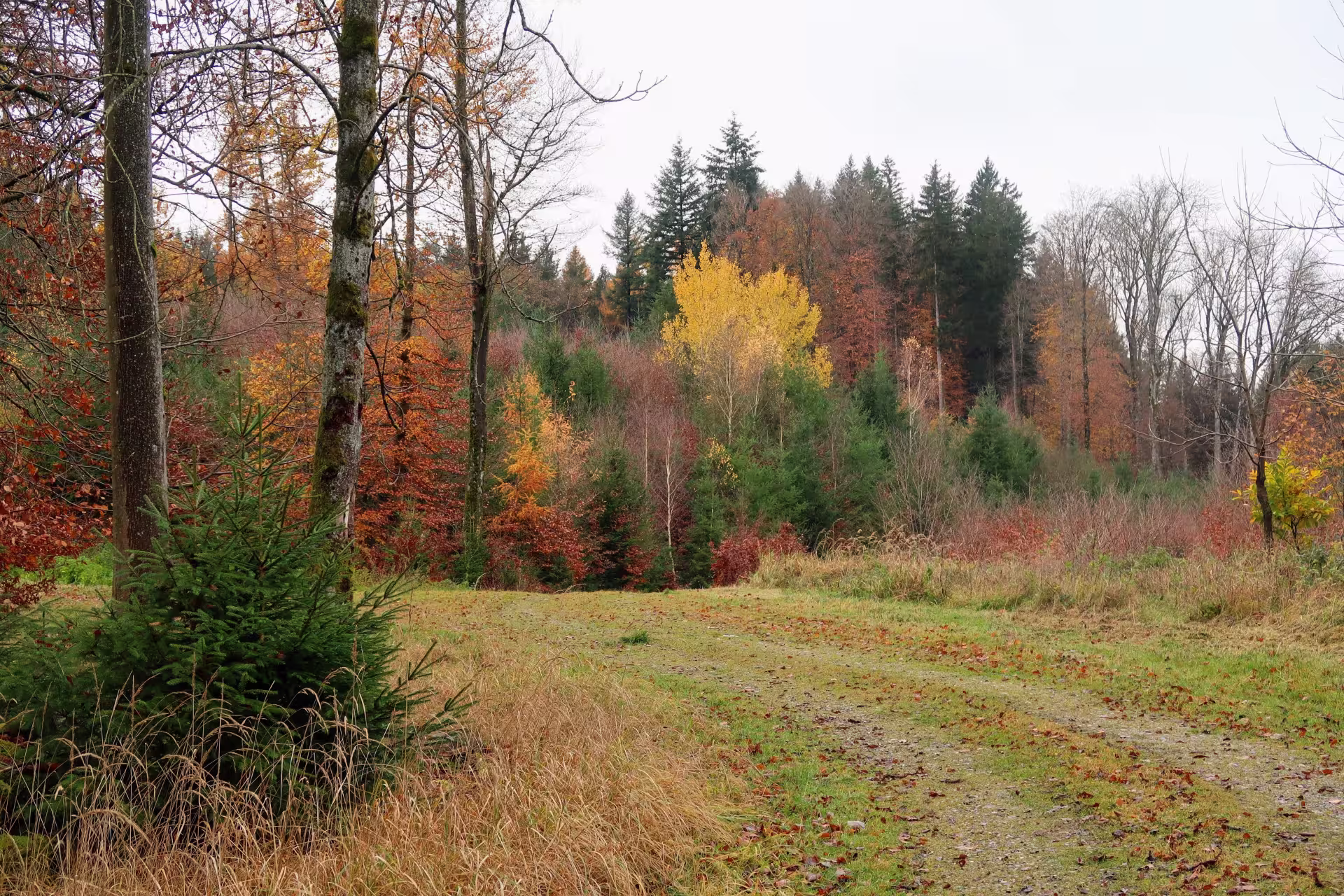 Trees on the Bobingen Forest Walk