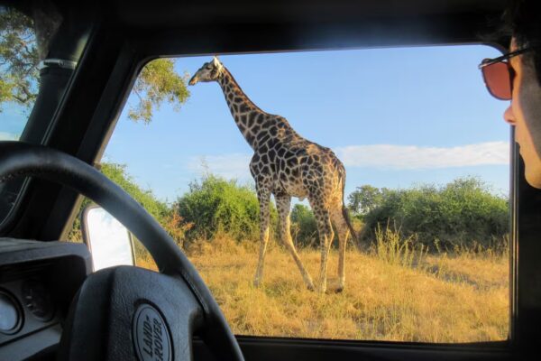 Botswana Safari