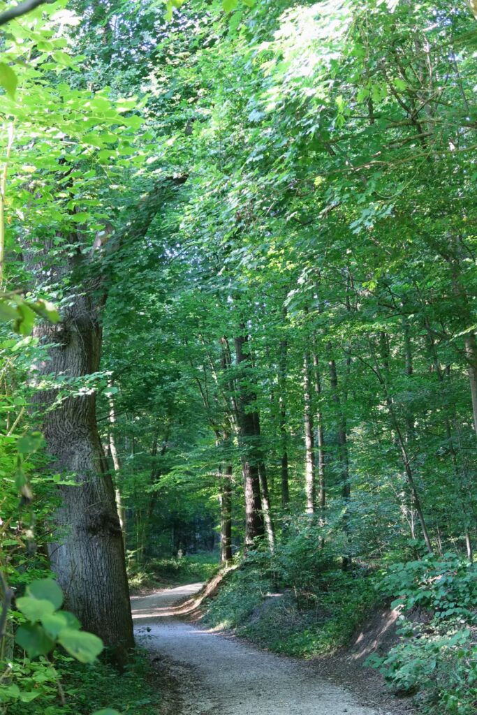 Derchinger Wald