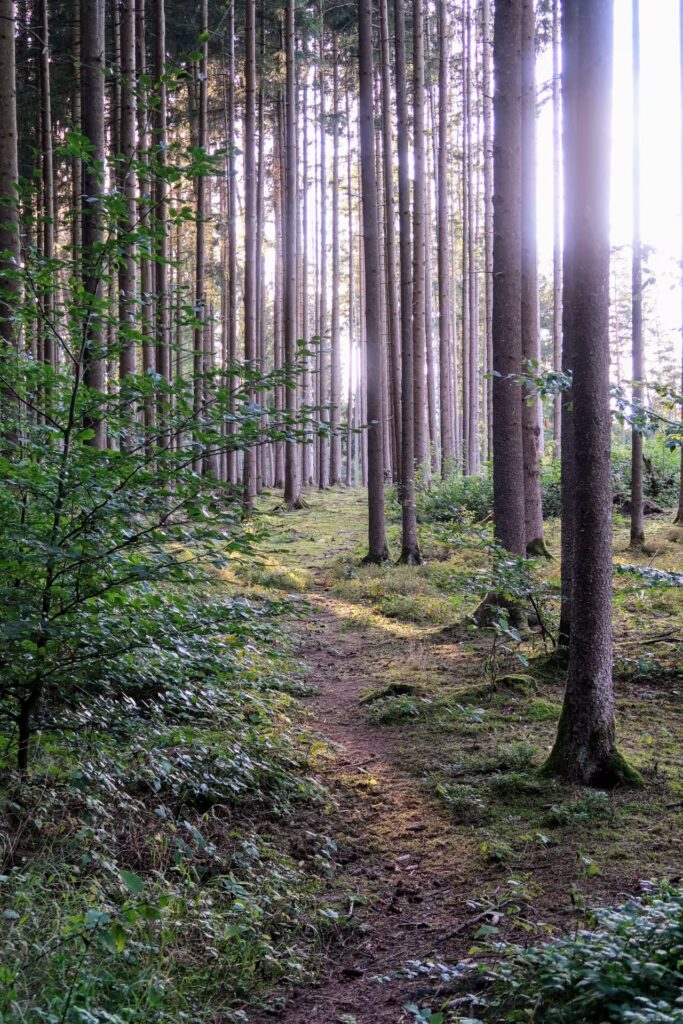 Walking path in Derchinger Wald