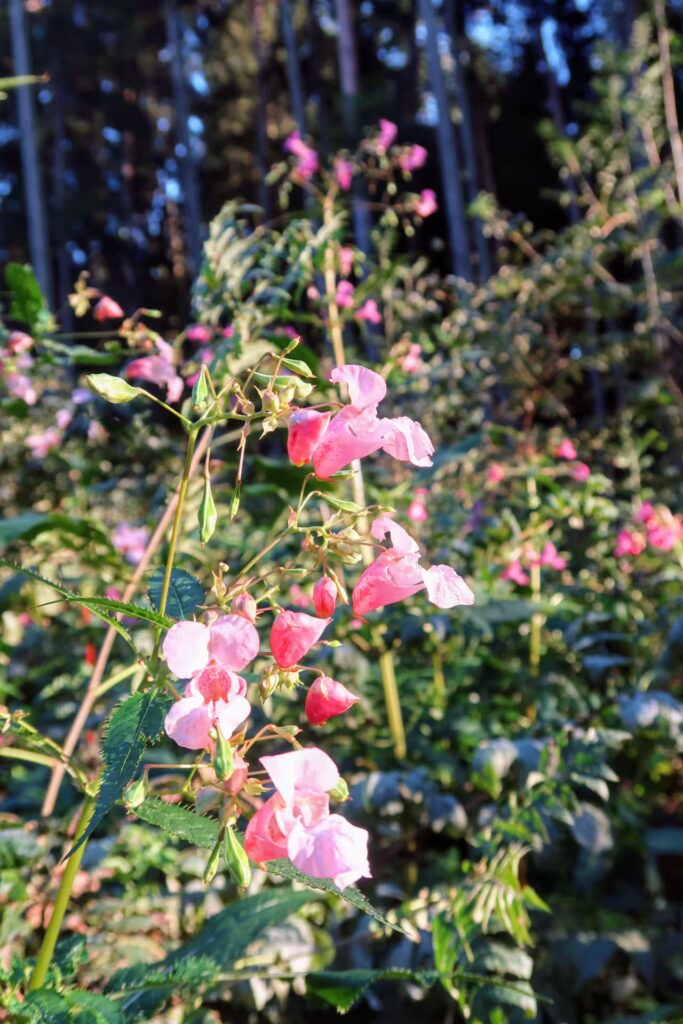 Himalayan Balsam in Derchinger Forest