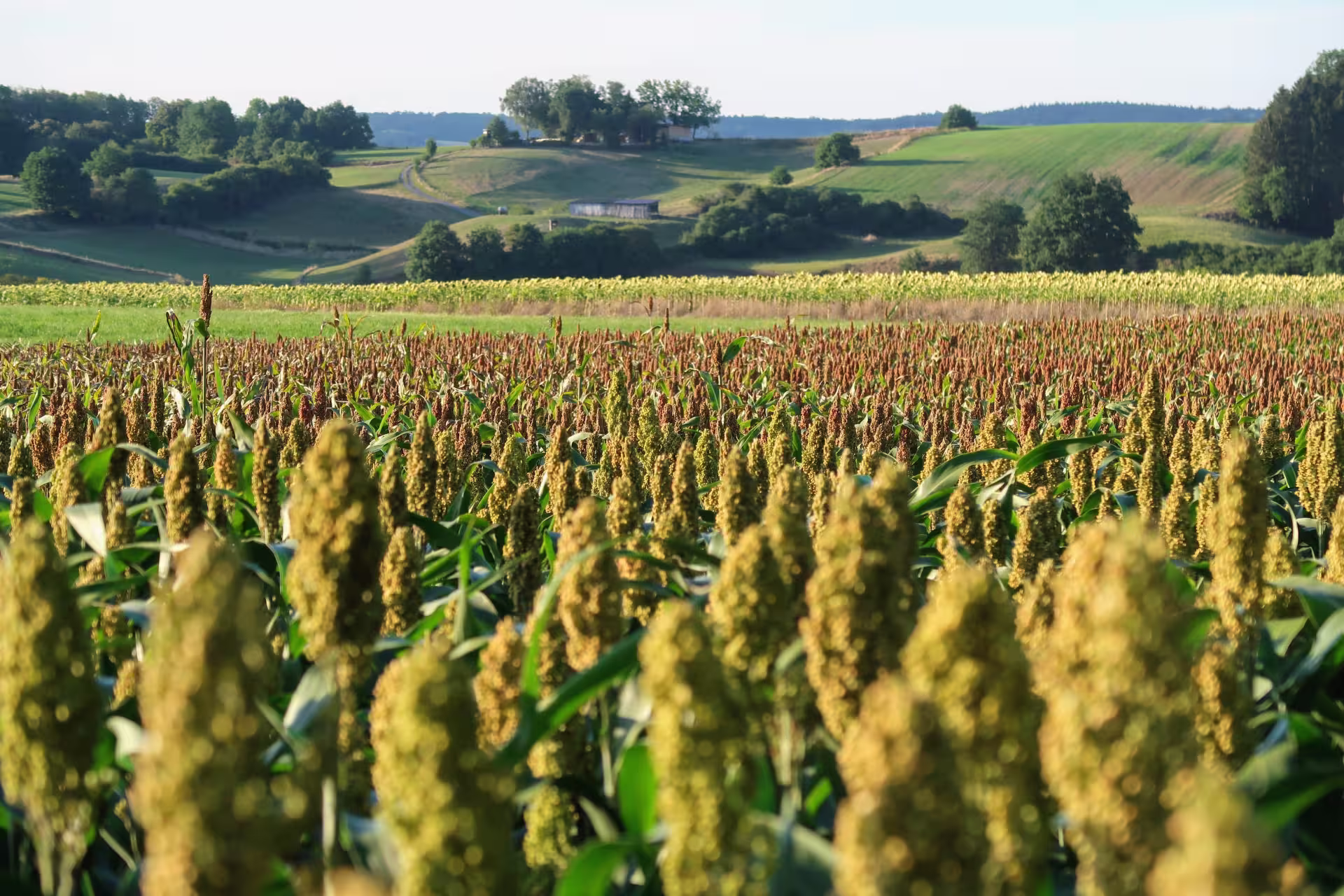 Sorghum fields near Augsburg