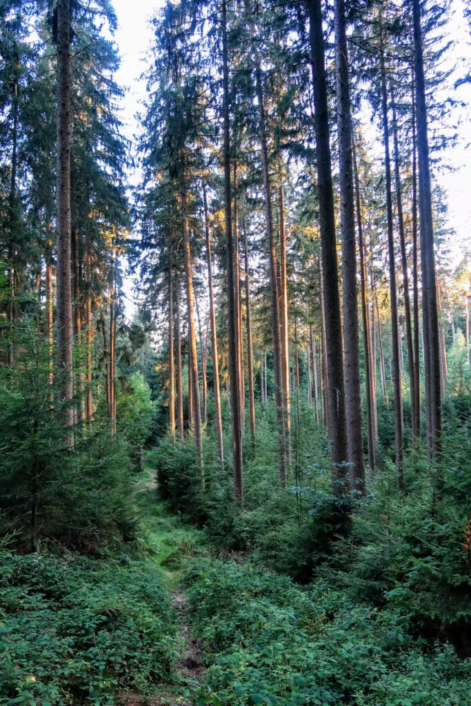 Trees in Derchinger Wald