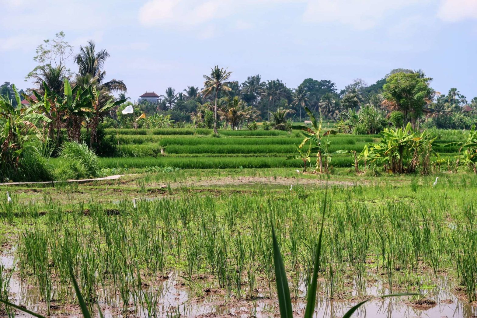 Ubud Rice Fields Walk