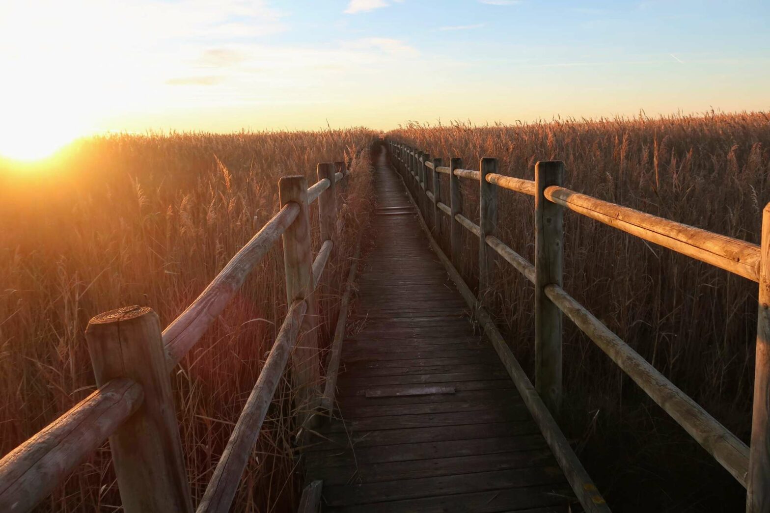Boardwalk and reeds in the Camargue, southern France