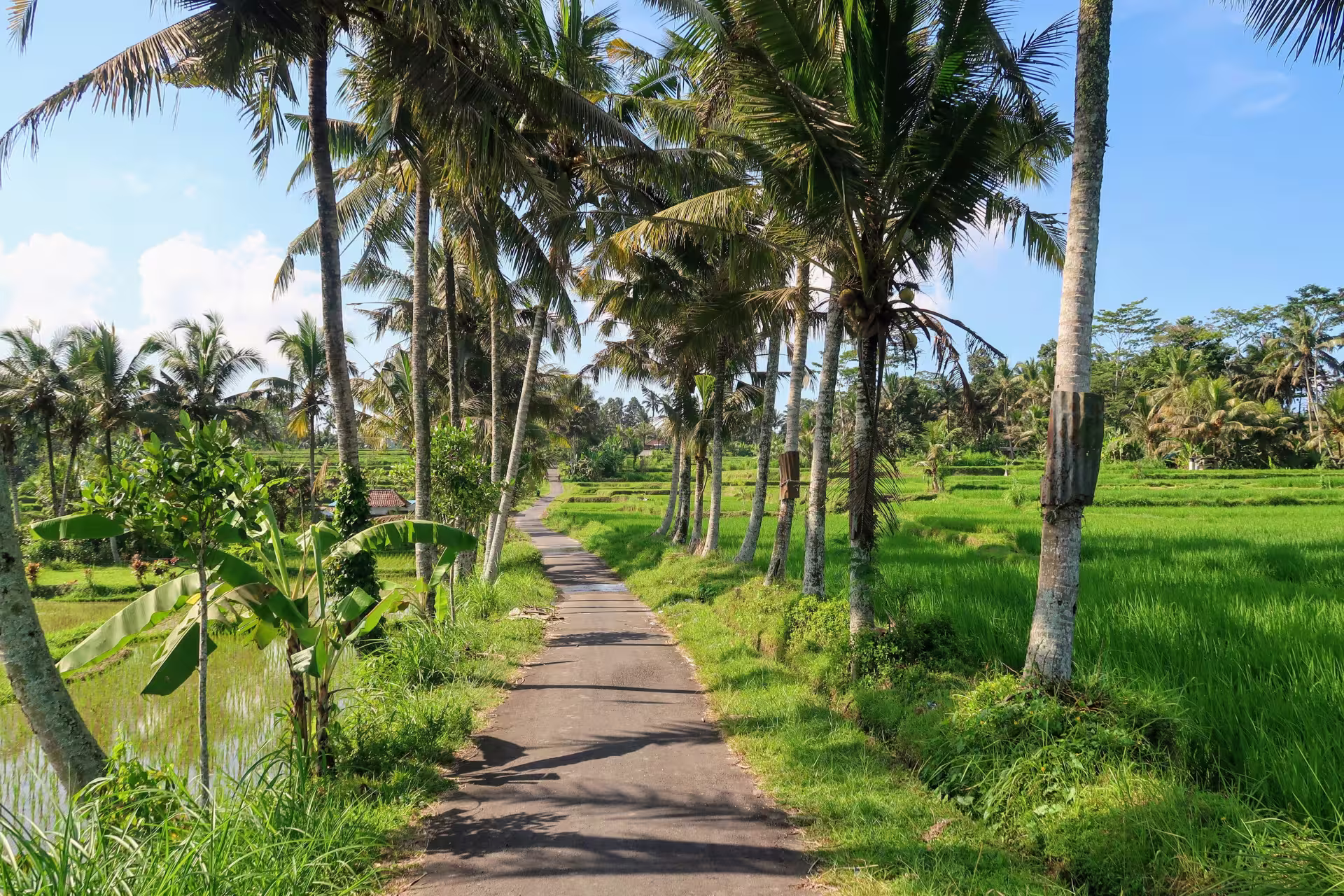 Cycling through rice fields near Ubud