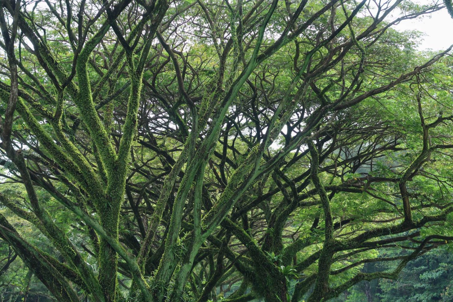 Rain trees in east coast park, Singapore