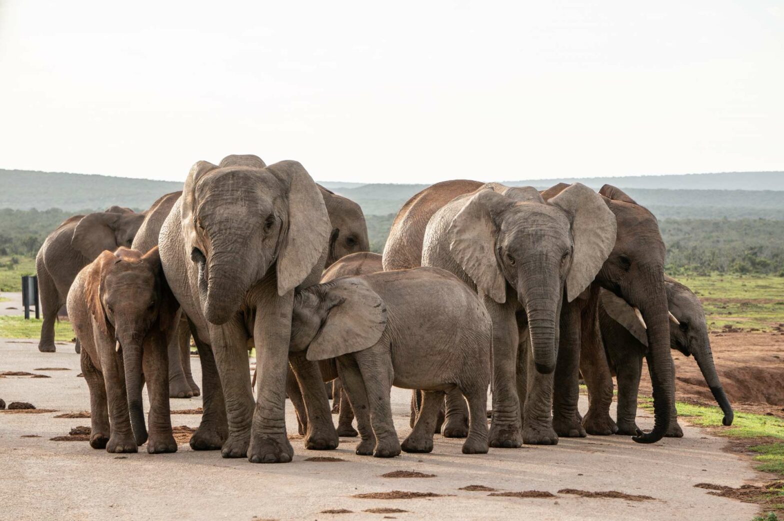Elephants in Addo Elephant Park