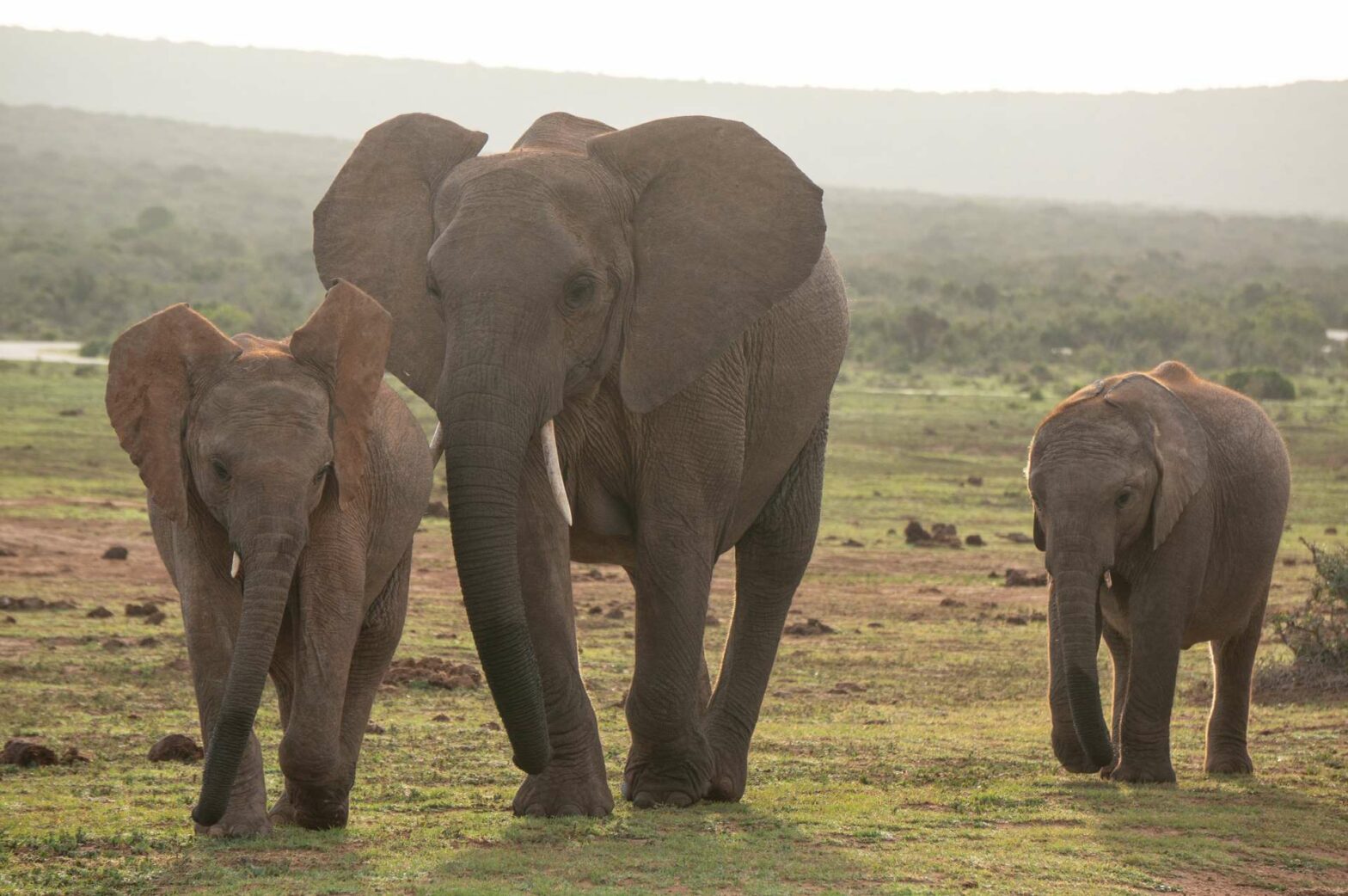 Elephants in Addo Elephant Park, South Africa