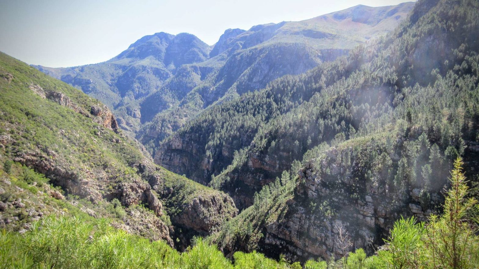 Forested valley on Boesmanskloof Hiking Trail