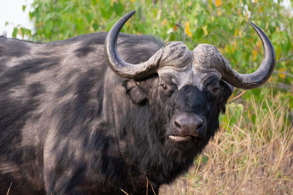 Buffalo in Chobe National Park, Botswana