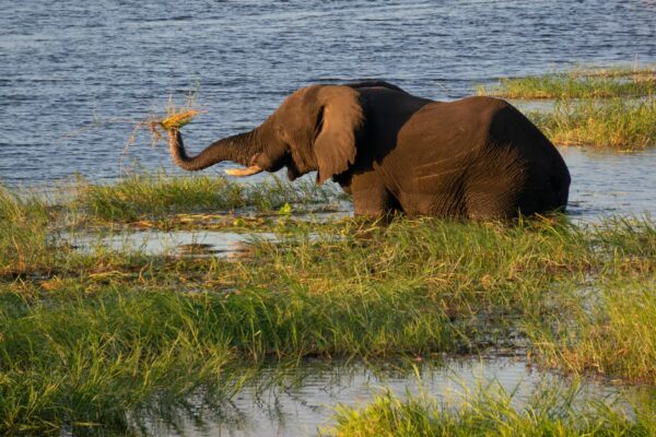 No Footprints: Moremi