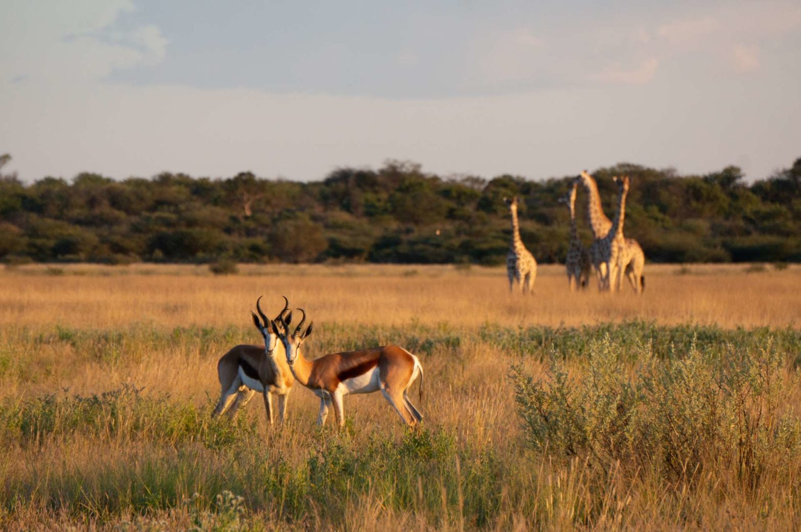 Springbok and Giraffe in Khutse Game Reserve