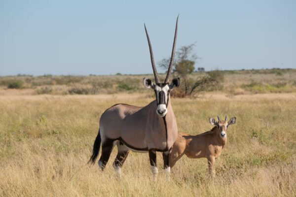 Best Botswana Guidebooks