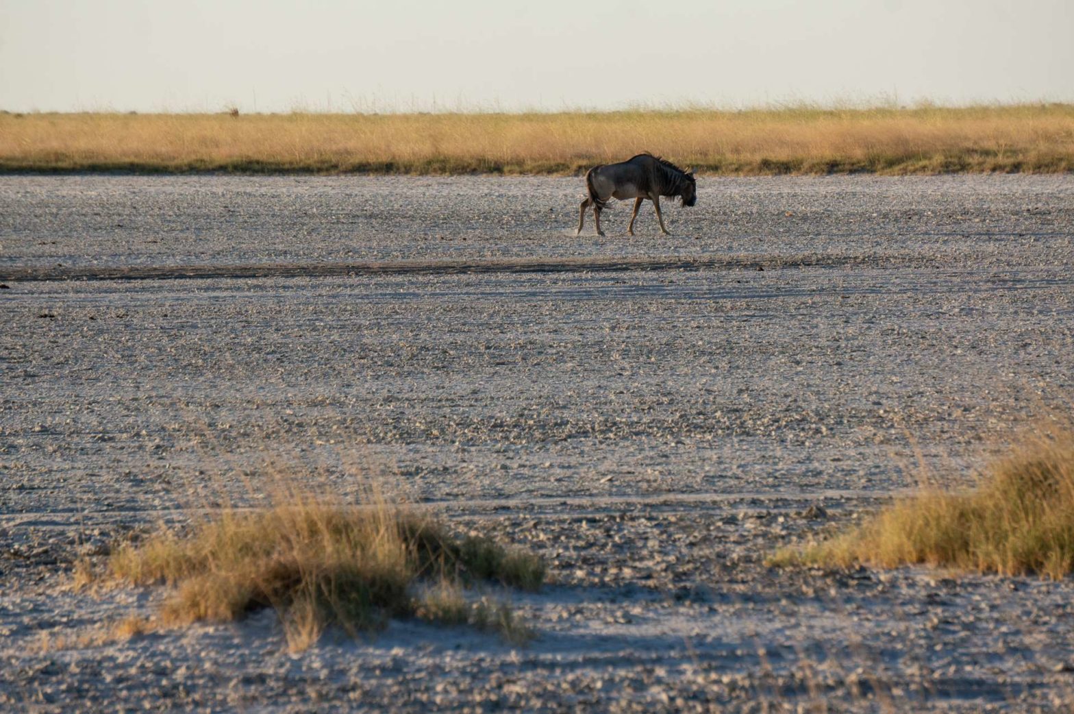 Salt Pans in Botswana with a lone wildebeest