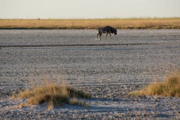 Botswana Salt Pans