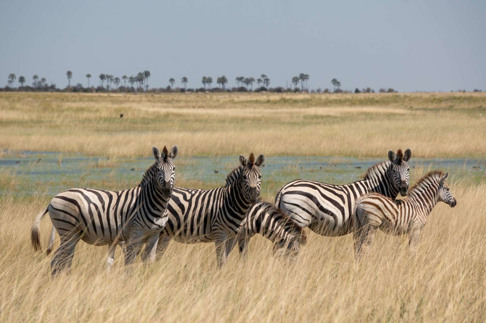Makgadikgadi Pans Zebra Migration