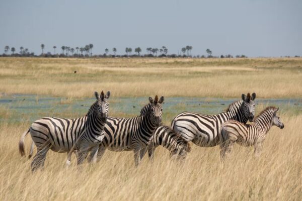 Makgadikgadi Pans National Park