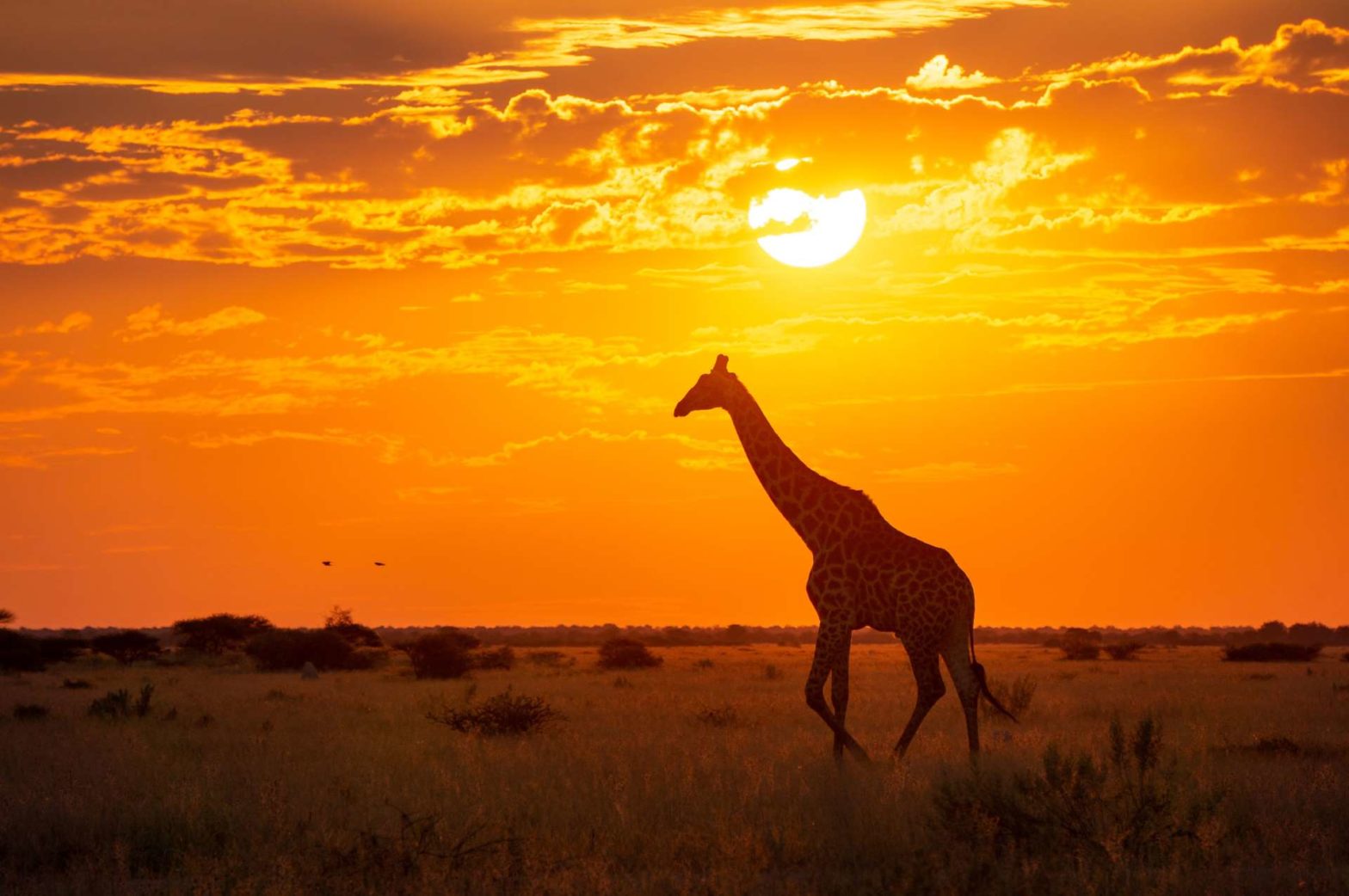 Giraffe and sunset in Nxai Pan National Park