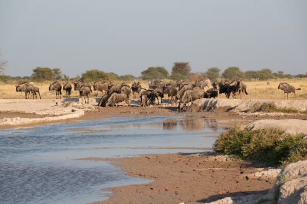 Botswana National Parks and Game Reserves