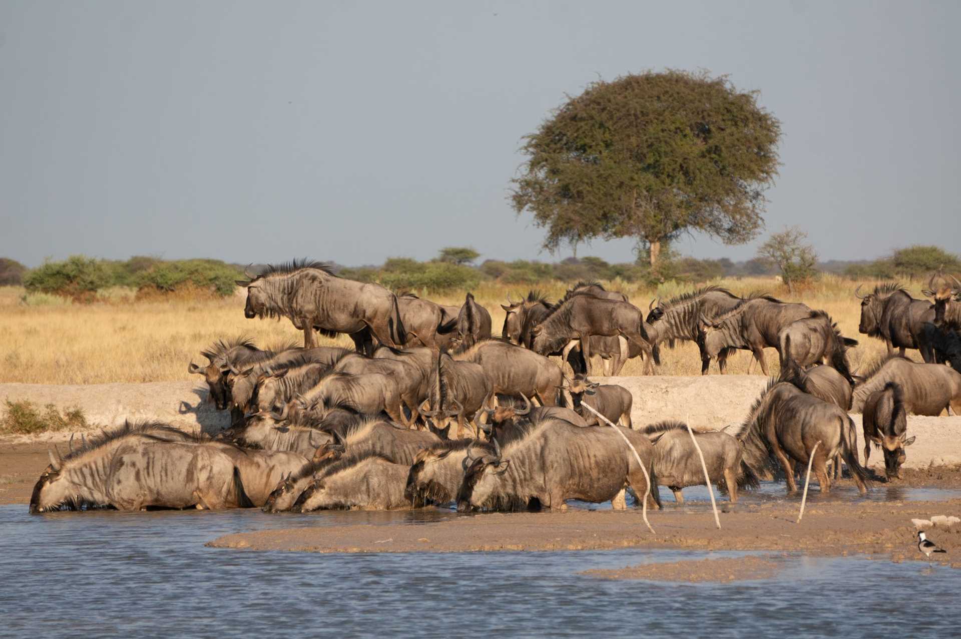 Nxai Pan National Park in Botswana