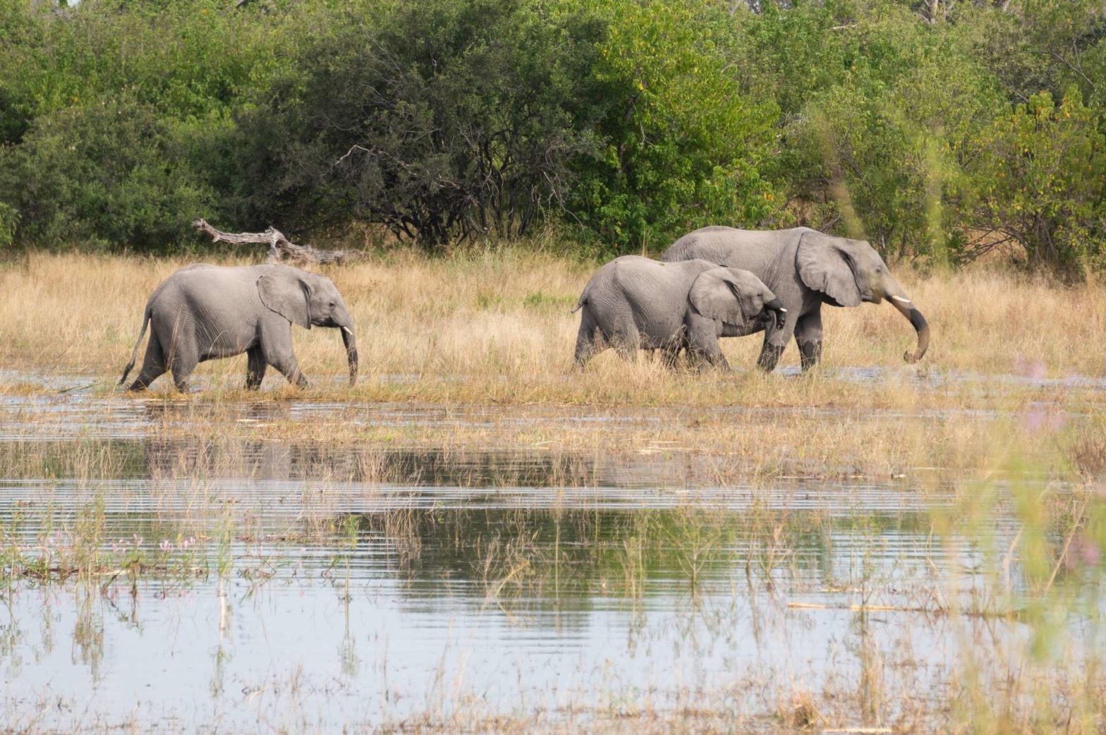 Elephants in Moremi Game Reserve