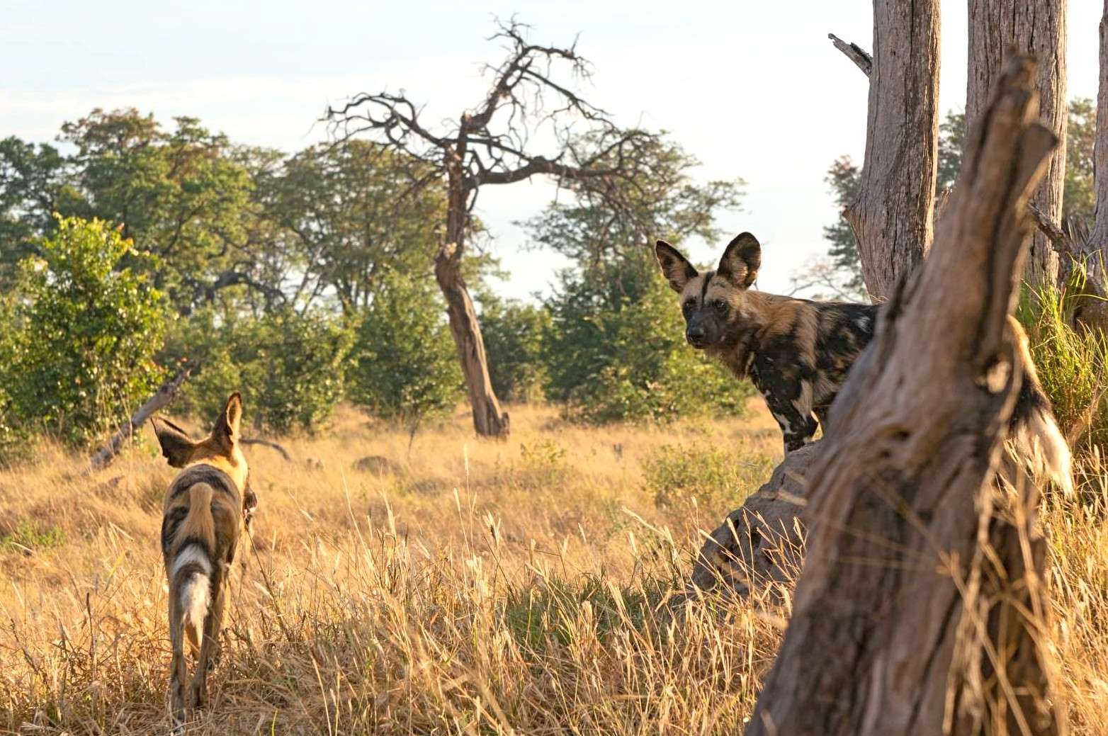 Wild Dogs in Khwai Community Concession