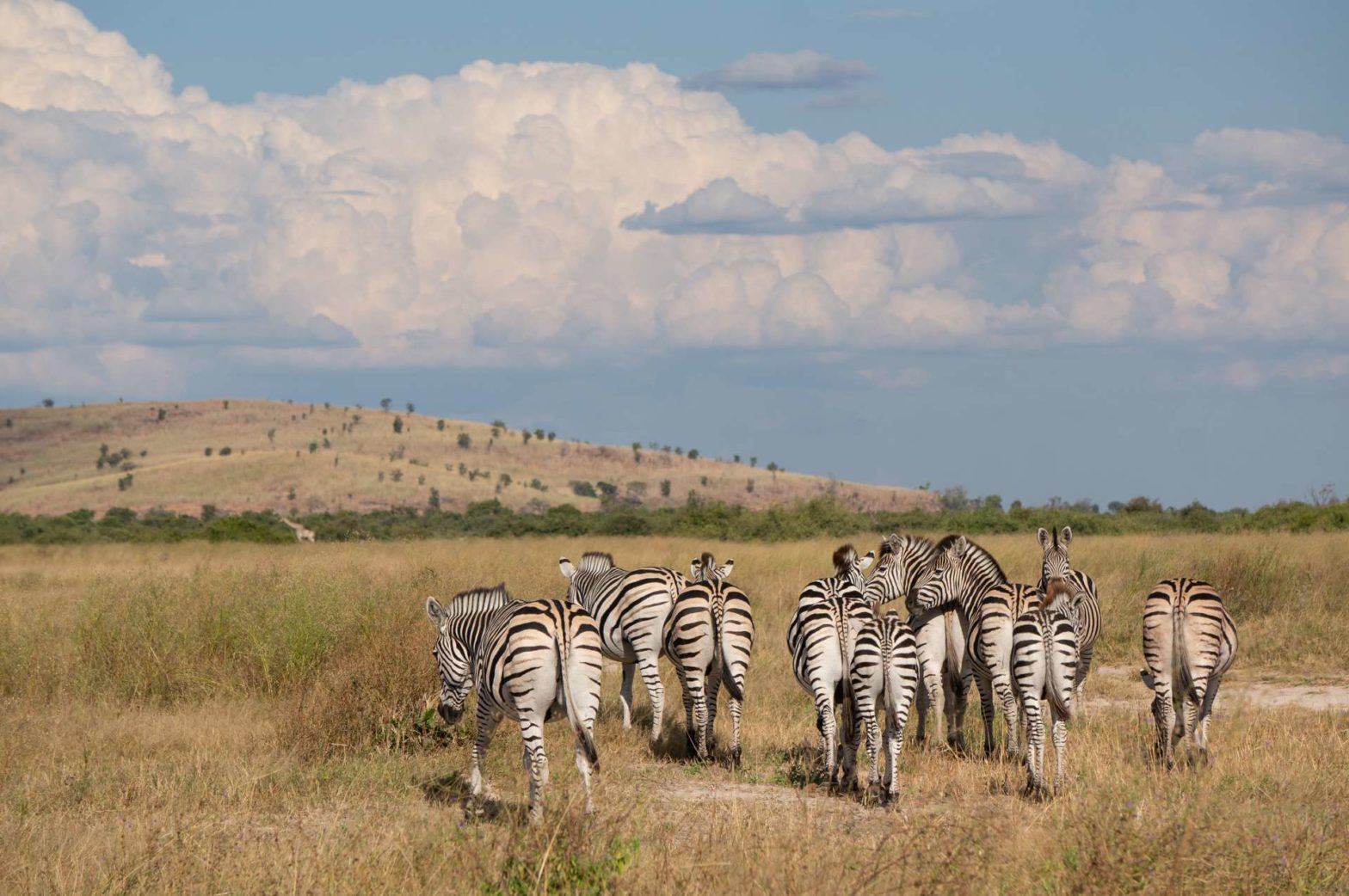 Zebras in Savuti Game Reserve