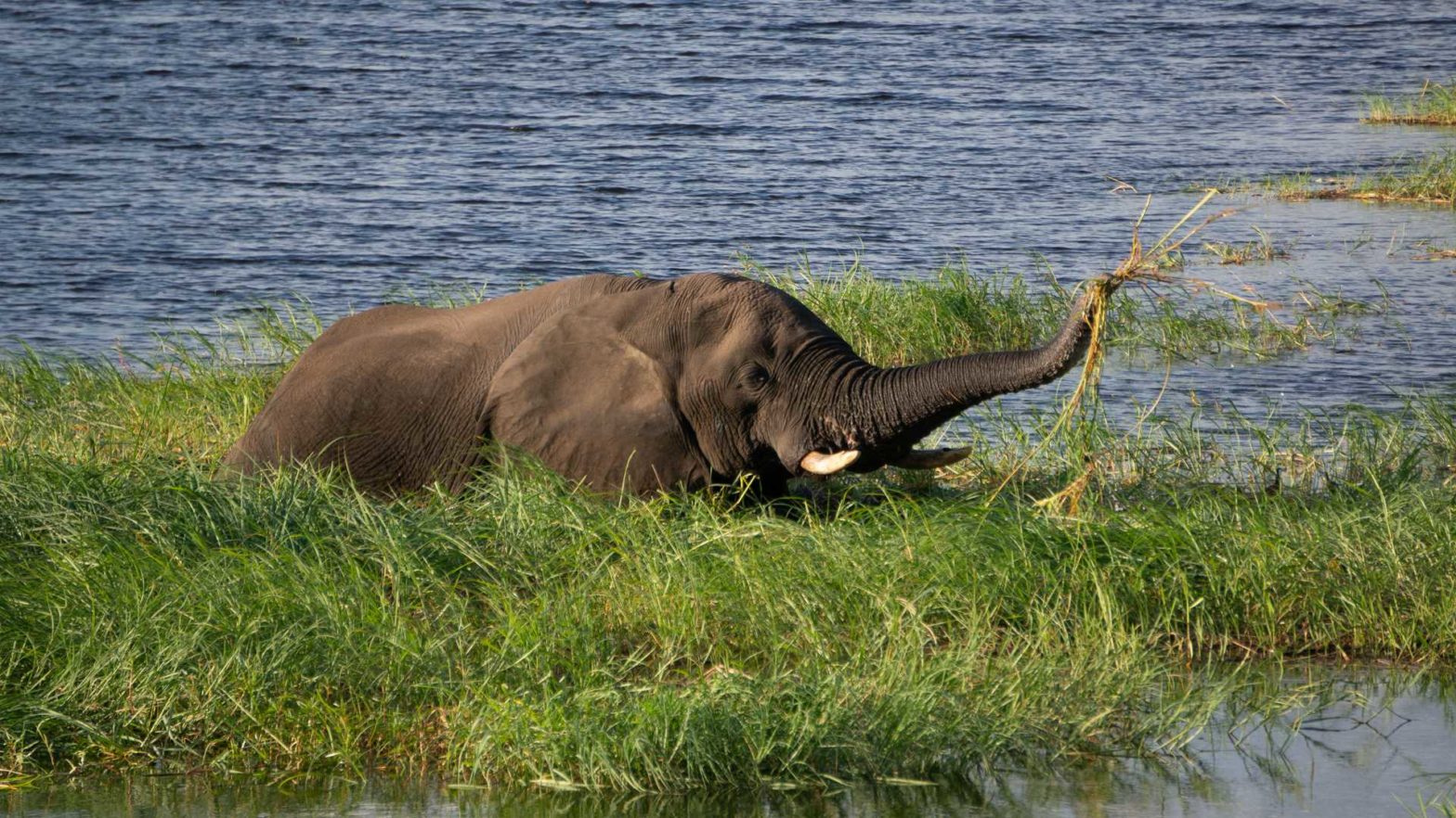 Elephant grazing in the Chobe river, Botswana