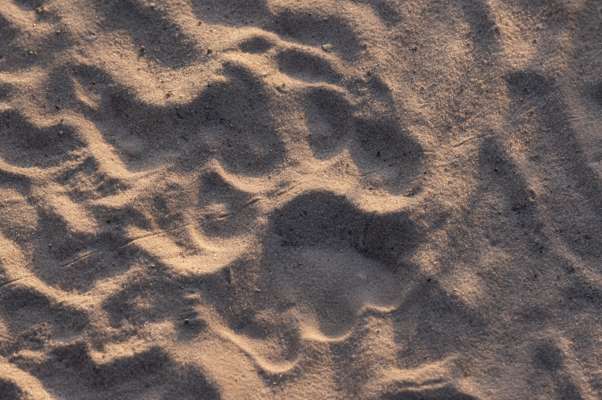 Lion print in the sand.