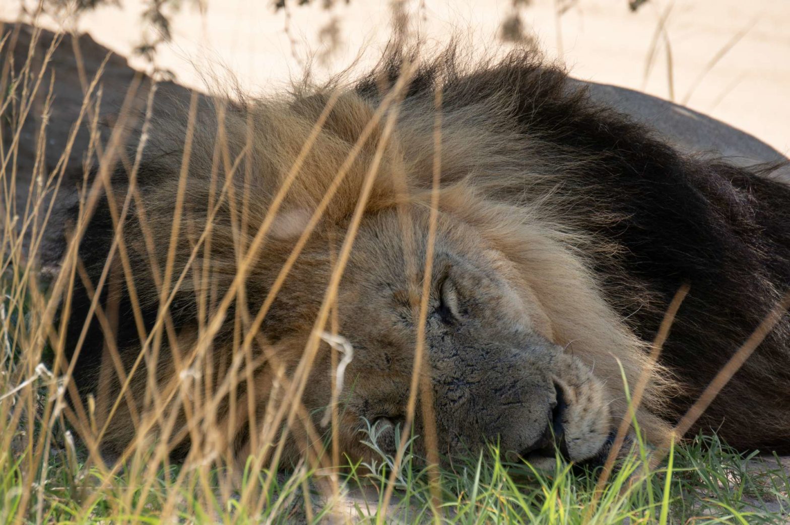 kgalagadi male lion