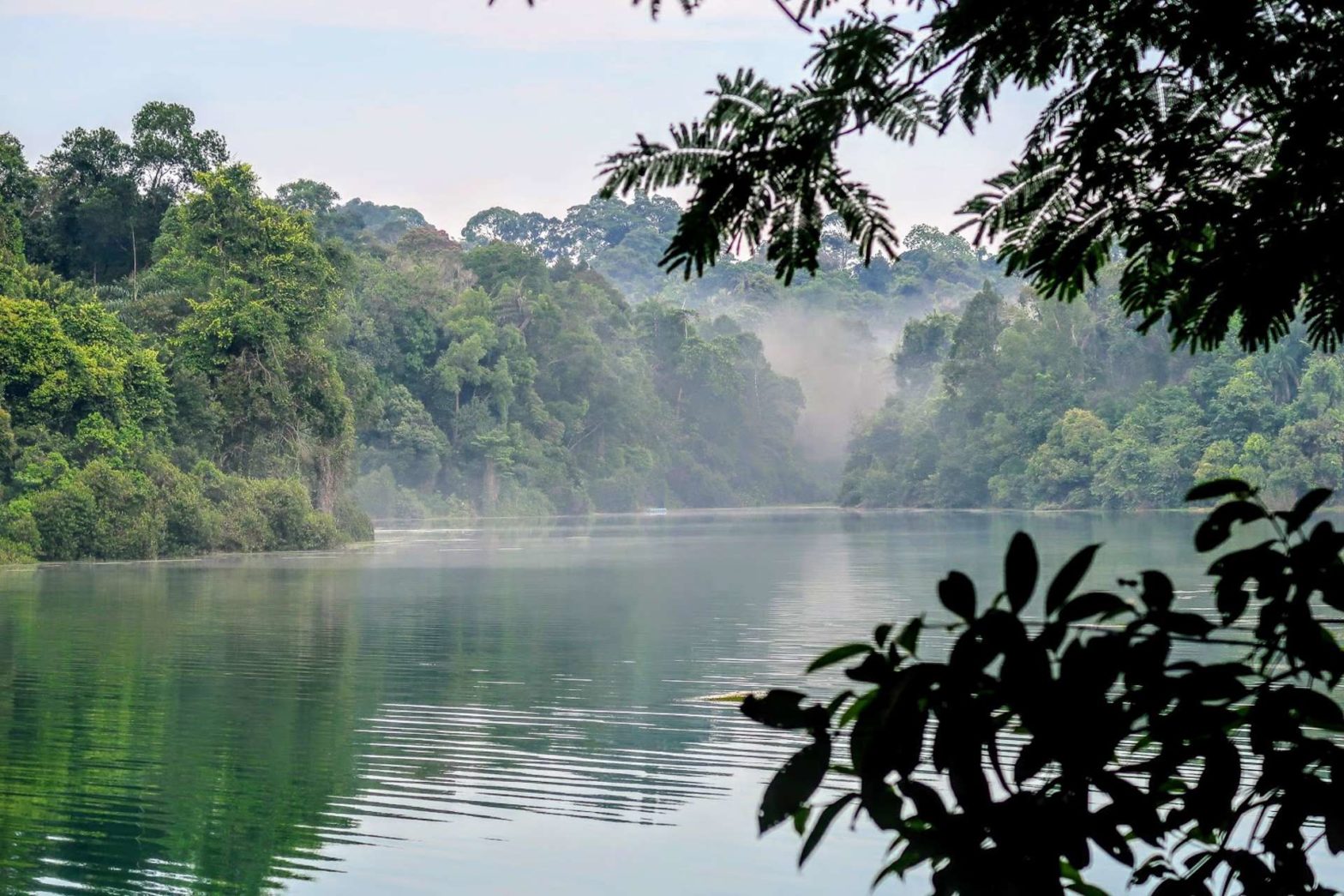 Misty morning at MacRitchie Reservoir