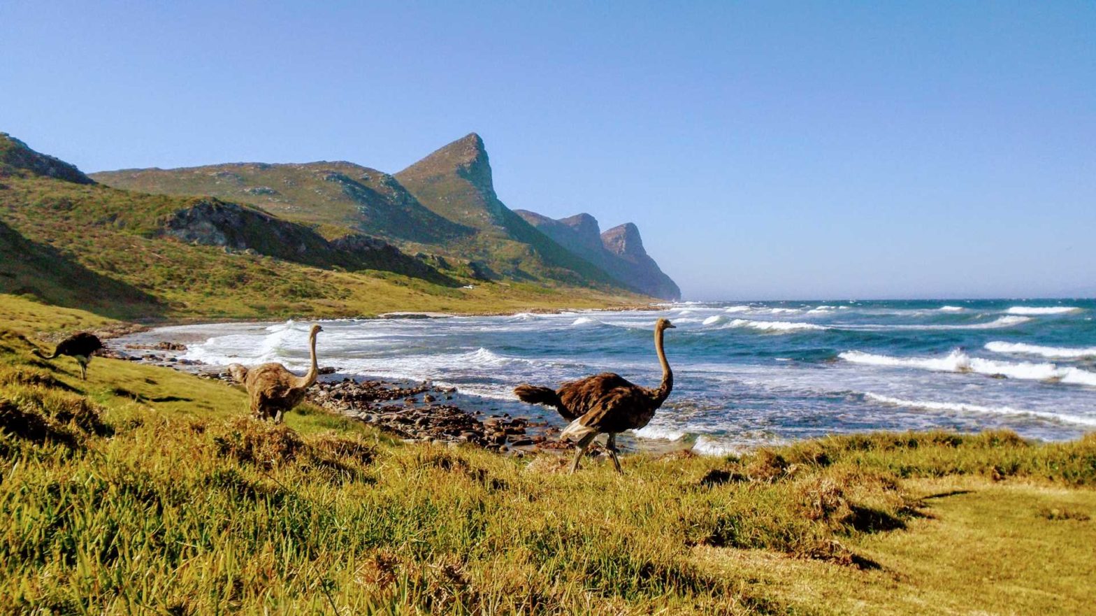 Ostriches on the beach in Cape Point National Park, South Africa, inspiration for the Ostrich Trails logo.