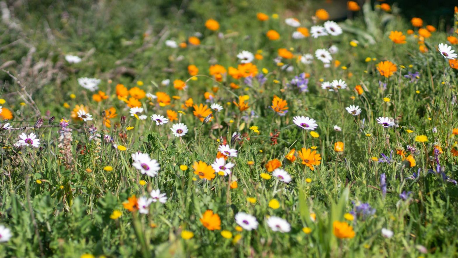 Colorful daisies in Postberg Nature Reserve