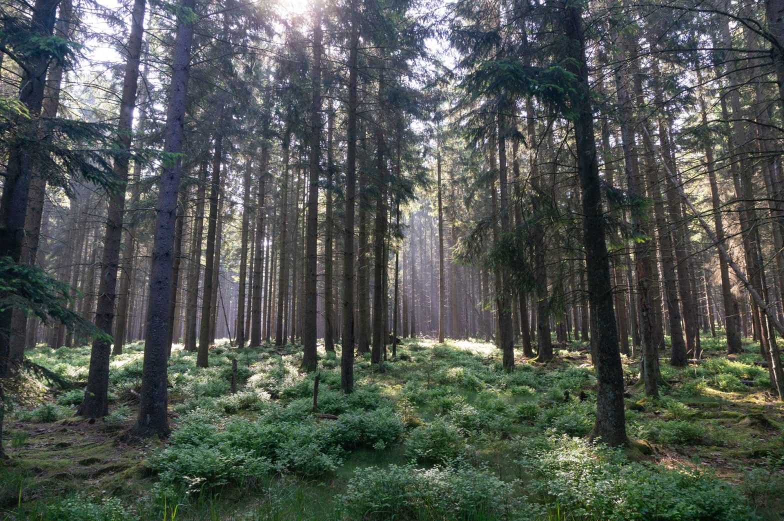 Roetgen Forest