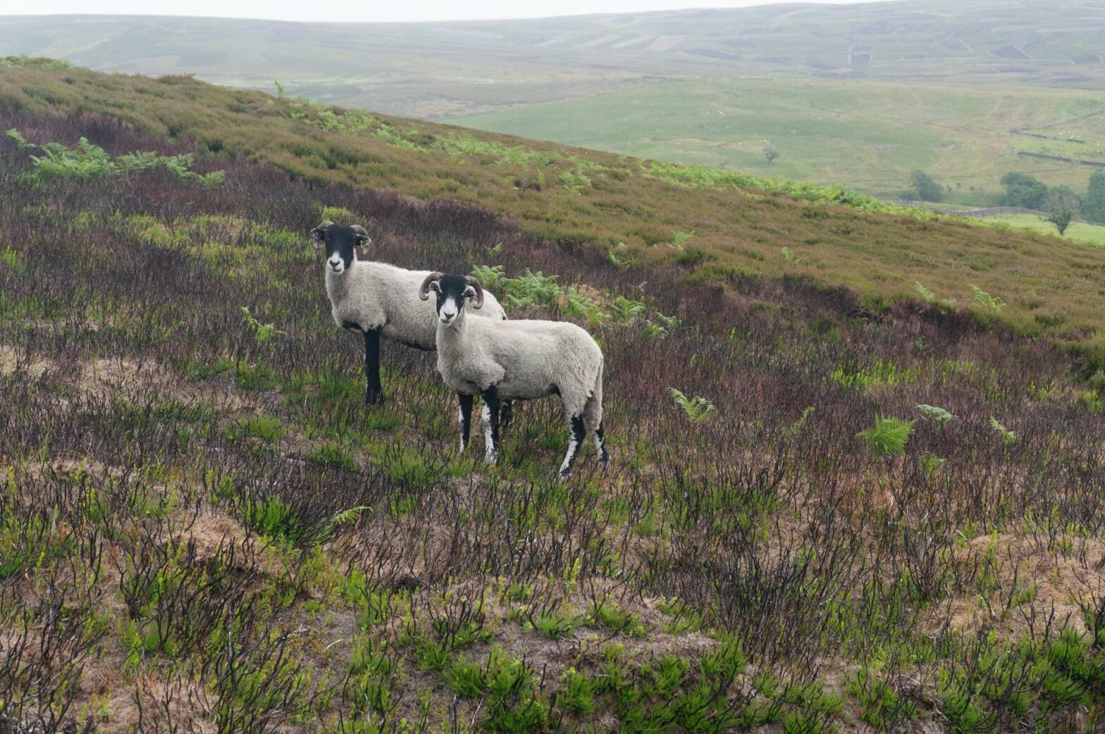 Two sheep seen on the walk up Simon's Seat